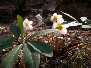 Helleborus niger .JPG