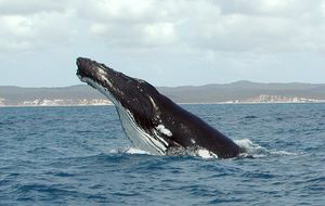 Underwater humpback whale diving, with front flipper extended.