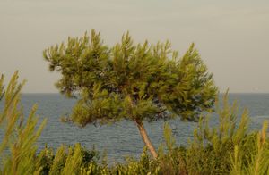 Pinus halepensis Rovinj.jpg