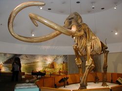 Columbian mammoth.JPG