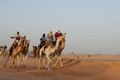 20070227 Camel Race in Ouargla.jpg