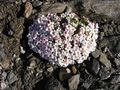 Alpine rock-jasmine (Androsace alpina)