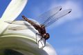 Common darter (Sympetrum striolatum), Oxfordshire, UK