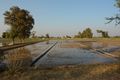 Irrigated land of Punjab.