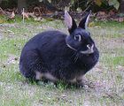 Big Silver Marten rabbit breed.jpg