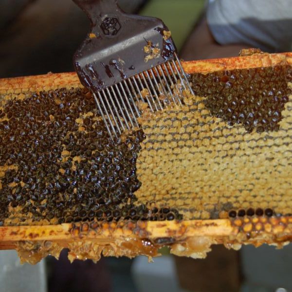 ملف:Fork-Beekeeping .jpg
