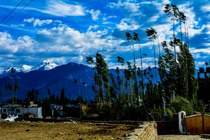 Trees nestled in front of the Himalayas near Leh