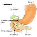 Region of pancreas