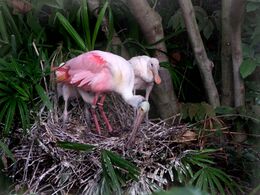 Adult with two juveniles on a nest