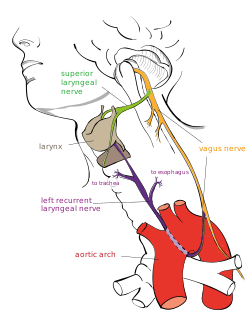 Recurrent laryngeal nerve.svg