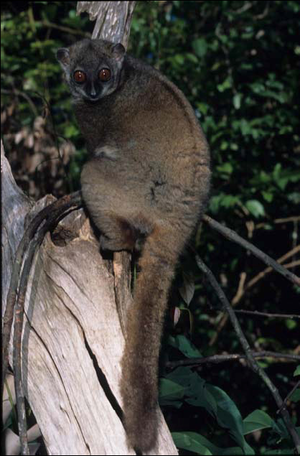 A sportive lemur (small body, long legs, brown fur, large eyes, and thick, furry tail) clings to the side of a tree, with its head turned towards the camera.
