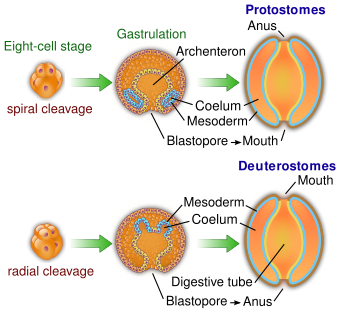 Protovsdeuterostomes.svg