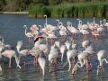 Flamingos in the Camargue.
