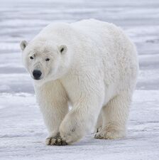 الدب القطبي في ألاسكا. لونه شكل من أشكال التمويه.