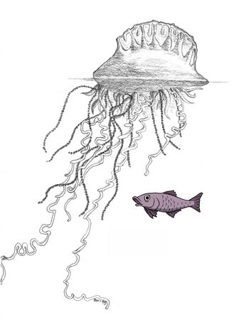 Portugese man 'o war and fish.jpg