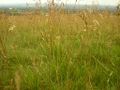 Tall grass growing wild at Lyme Park