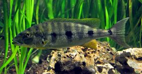 Boulengerochromini (E): Boulengerochromis microlepis is one of the world's largest cichlids[40] and only member of its tribe[43]