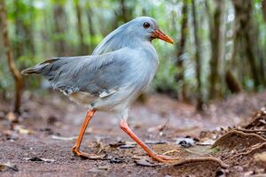 Bird (kagu) with pale grey plumage (lighter on underside), straight red bill and red legs