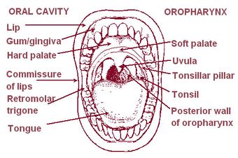 Illu03 mouth.jpg