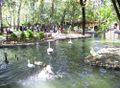 Kuğulu Park, famous for its swans, geese and ducks