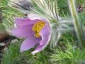 Anemone pulsatilla = Pulsatilla vulgaris