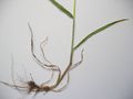 Roots of Bromus hordeaceus