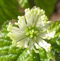 Hydrastis canadensis