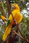 Guaruba guarouba -Gramado Zoo, Brazil-8a.jpg