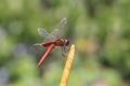 Scarlet Dragonfly, (Crocothemis erythraea), Cabo Rojo, Puerto Rico