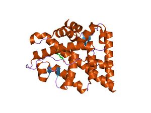 PDB 1xow EBI.jpg