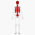 الهيكل العظمي المحوري (موضح بالأحمر).