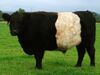 Belted Galloway at Gretna Green.jpg