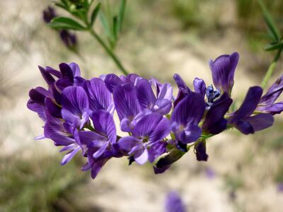 Medicago sativa, known as alfalfa in the U.S. and lucerne in the U.K.