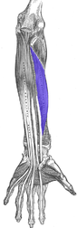 Flexor pollicis longus (left) and deep muscles of dorsal forearm (left)