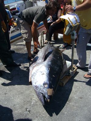 Photo of larger than human-sized fish lying on a dock with fishermen in background