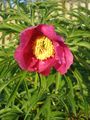 Paeonia anomala cultivar