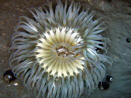 Sea anemones are common in tidepools.