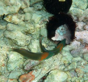 Photo of black spiny animal next to fish whose head is embedded in animal
