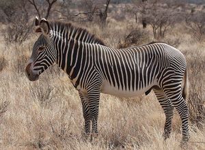 Grevy's Zebra Stallion.jpg