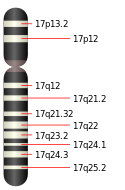 Chromosome 17.svg