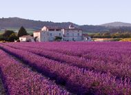 Mediterranean vegetation (lavender) in Provence.