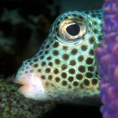 The spotted trunkfish secretes a ciguatera toxin from glands on its skin.