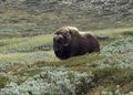 Muskox in the low alpine tundra at Dovrefjell