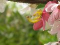 A flower in Al Azhar Park (2714876183).jpg