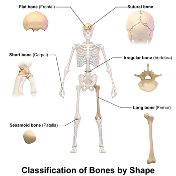الطريقة الوحيدة لتصنيف العظام هي التصنيف حسب الشكل أو المظهر.