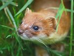 Stoat at British Wildlife Centre.jpg