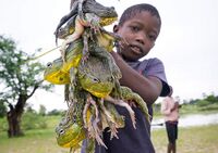 طفل يحمل ضفادع الثور الأفريقي في شمال ناميبيا.
