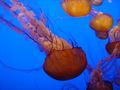 A Sea nettle (Chrysaora fuscescens).