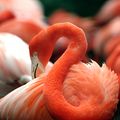An orange flamingo in the National Zoo in Washington, D.C..