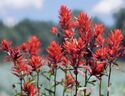 Indian Paintbrush in Grand Teton NP-NPS.jpg